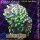 H6-R1-4 WYSIWYG - Euphyllia paraancora Grün/Lila 2 Köpfe
