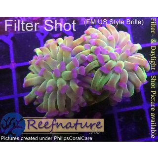 H6-R2-1 WYSIWYG - Euphyllia paraancora Lila/Grün 2 Köpfe