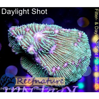 H6-R2-1 WYSIWYG - Lithophyllon undulatum, 7x5cm