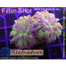 H6-R2-1 WYSIWYG - Euphyllia paraancora Lila/Grün 2...