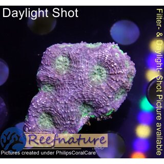 H6-R2-2 WYSIWYG - Acanthastrea echinata