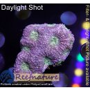 H6-R2-2 WYSIWYG - Acanthastrea echinata