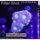 H6-R2-2 WYSIWYG - Acanthastrea echinata