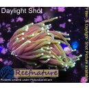 H7-R1-1 WYSIWYG - Euphyllia glabrescens Dragon Soul 1,5 Köpfe