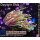 H7-R1-1 WYSIWYG - Euphyllia glabrescens Dragon Soul 1,5 Köpfe