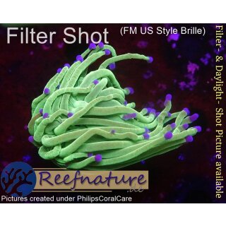 H7-R1-2 WYSIWYG - Euphyllia glabrescens (Reverse Holy Grail) 1 Kopf