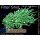 H7-R1-3 WYSIWYG - Euphyllia glabrescens Hulk 2 Köpfe