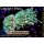 H7-R1-3 WYSIWYG - Euphyllia glabrescens Hulk 2 Köpfe
