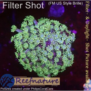 H5-R1-7 WYSIWYG - Alveopora Grün