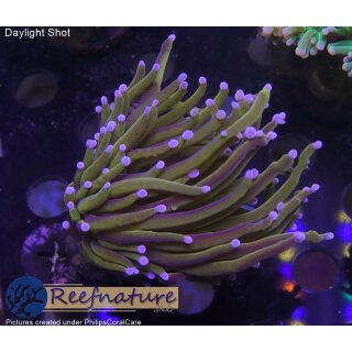 H5-R2-1 WYSIWYG - Euphyllia glabrescens „NY Knicks“