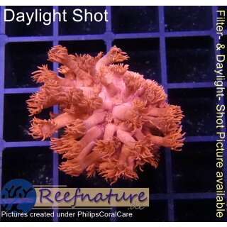 H5-R2-1 WYSIWYG - Goniopora Rot