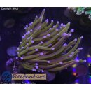 H5-R2-1 WYSIWYG - Euphyllia glabrescens „NY...