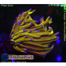 H5-R2-1 WYSIWYG - Euphyllia glabrescens „NY Knicks“