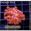 H5-R2-1 WYSIWYG - Goniopora Rot