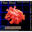 H5-R2-1 WYSIWYG - Goniopora Rot