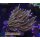 H5-R2-1 WYSIWYG - Euphyllia glabrescens „NY Knicks“