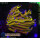 H5-R2-1 WYSIWYG - Euphyllia glabrescens „NY Knicks“