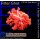 H5-R2-1 WYSIWYG - Goniopora Rot