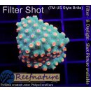 H5-R1-6 WYSIWYG - Cyphastrea meteor shower