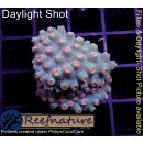 H5-R1-6 WYSIWYG - Cyphastrea meteor shower