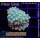 H5-R1-6 WYSIWYG - Cyphastrea meteor shower