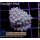 H5-R1-6 WYSIWYG - Cyphastrea meteor shower