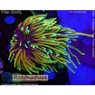 H5-R2-2 WYSIWYG - Euphyllia glabrescens „Dragon Soul“ 2Köpfe
