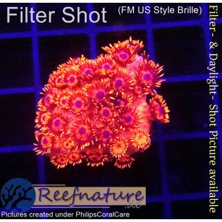 H5-R2-2 WYSIWYG - Goniopora Rot , blaues Auge (Bullseye, langpolypig)