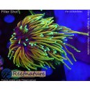 H5-R2-2 WYSIWYG - Euphyllia glabrescens „Dragon Soul“ 2Köpfe