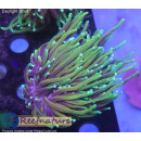 H5-R2-2 WYSIWYG - Euphyllia glabrescens „Dragon Soul“ 2Köpfe