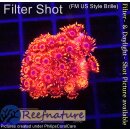 H5-R2-2 WYSIWYG - Goniopora Rot , blaues Auge (Bullseye, langpolypig)