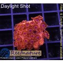 H5-R2-2 WYSIWYG - Goniopora Rot , blaues Auge (Bullseye, langpolypig)