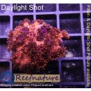 H5-R2-2 WYSIWYG - Goniopora Rot , blaues Auge (Bullseye, langpolypig)