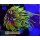 H5-R2-2 WYSIWYG - Euphyllia glabrescens „Dragon Soul“ 2Köpfe