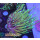 H5-R2-2 WYSIWYG - Euphyllia glabrescens „Dragon Soul“ 2Köpfe