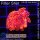 H5-R2-2 WYSIWYG - Goniopora Rot , blaues Auge (Bullseye, langpolypig)