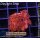 H5-R2-2 WYSIWYG - Goniopora Rot , blaues Auge (Bullseye, langpolypig)