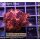 H5-R2-2 WYSIWYG - Goniopora Rot , blaues Auge (Bullseye, langpolypig)