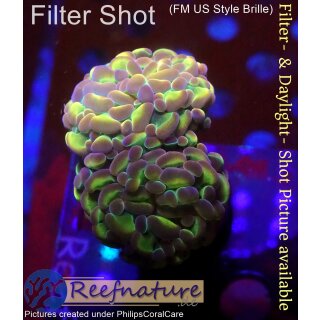 H6-R2-3 WYSIWYG - Euphyllia paraancora hologram 2Köpfe