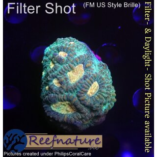 H6-R2-3 WYSIWYG - Favia sp. Grün/Gelb