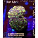 H6-R2-3 WYSIWYG - Euphyllia paraancora hologram 2Köpfe