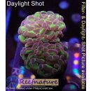 H6-R2-3 WYSIWYG - Euphyllia paraancora hologram 2Köpfe