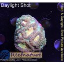 H6-R2-3 WYSIWYG - Favia sp. Grün/Gelb