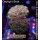 H6-R2-3 WYSIWYG - Euphyllia paraancora hologram 2Köpfe