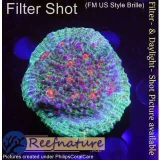 H6-R2-4 WYSIWYG - Chalice sp. ultra