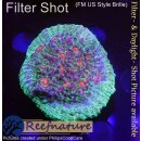 H6-R2-4 WYSIWYG - Chalice sp. ultra