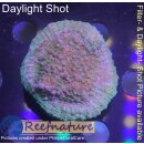 H6-R2-4 WYSIWYG - Chalice sp. ultra