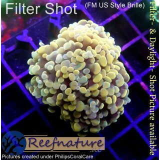 H6-R3-1 WYSIWYG - Euphyllia baliensis - Gold Ableger