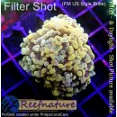 H6-R3-1 WYSIWYG - Euphyllia baliensis - Gold Ableger