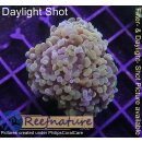 H6-R3-1 WYSIWYG - Euphyllia baliensis - Gold Ableger